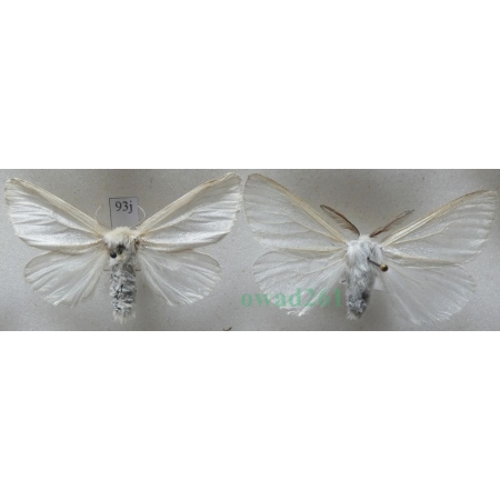 Leucoma salicis (Linnaeus, 1758) pair Białka wierzbówka Slovakia93j